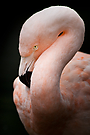 Flamingo-Porträt