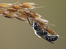 Gemeine Furchenbiene ( Lasioglossum calceatum)
