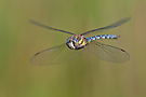 Aeshna mixta