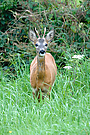Was guckst du?