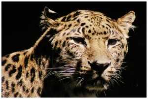 Amur-Leopard ZOO Augsburg
