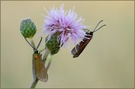 ND Sonnenroeschen-Gruenwidderchen ( Adscita statices)
