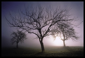 Obstbäume im Nebel KD