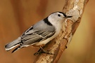 White-Breasted Nuthatch (ND)