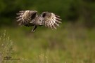 Bartkauz /  Great Grey Owl / Strix nebulosa