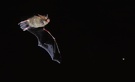 Von der Wasserfledermaus (Myotis daubentonii)