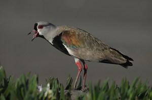 Bronzekiebitz - Vanellus chilensis