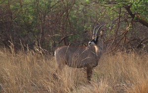 Roan Antelope, Pferdeantilope, (Hippotragus equinus)