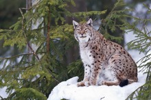 Eurasischer Luchs (Lynx lynx) III
