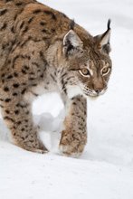 aufmerksamer Eurasischer Luchs (Lynx lynx)
