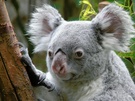 Koala Zo