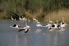 startende Flamingos ND