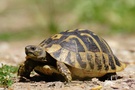 Griechische Landschildkröte (Testudo hermanni bottgeri) (KD)