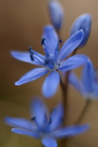Blaustern-Blüten