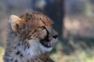 Young cheetah – Timbavati - Greater Krüger N.P. - RSA