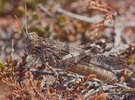 Camouflage total: Ödlandschrecke im Heidekraut