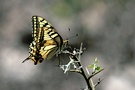 Papilio machaon L. auf Dornen