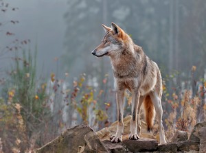 Wolf im Nebel