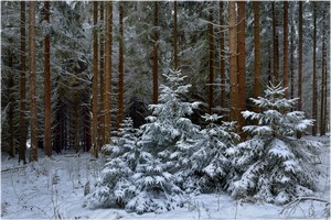 Winterfichtenwald