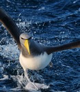 Chatham Albatros beim Monoskiing