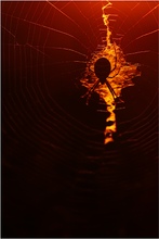Das letzte Licht im Spinnennetz