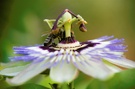 Biene beim Besteuben einer Pasionsblume