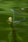 Libellen am Wasser