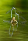 Libellen am Wasser