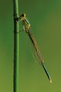 Gemeine Weidenjungfer (Chalcolestes viridis)