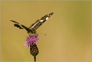 Landkärtchen (Araschnia levana)