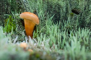 Mushroom inedible