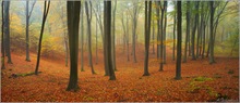 ~ Herbstwald ~