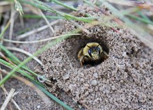 Eine Wildbiene bewacht ihren Höhleneingang