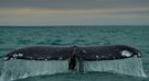Grauwal Baja California - über Wasser
