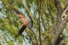 Turmfalke  ( Falco tinnunculus)