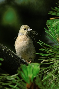 Buchfink weibl. mit Nestmaterial