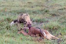Afrikanischer Wildhund mit erlegter Impala