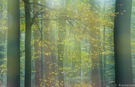 Herbst-Nebelwald