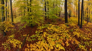 ~ Herbst in seinen schönsten Farben ~