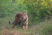 Früher Morgen im Kanha National Park  - Tigerin