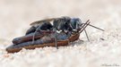 Heuschreckengrabwespe – Tachysphex helveticus   ND