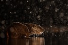Fischotter bei Schneefall