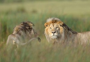 Zwei Löwen im Sumpf