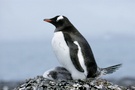 Eselspinguin am Nest