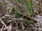 Kreuzschrecke (Oedalus decorus)