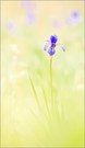 "Iris sibirica"
