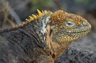 Galapagos Landleguan wildlife