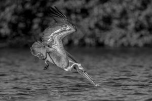 Stoss ins Wasser - Pelikan