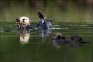 Sea-Otters