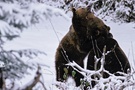 Balgende Braunbären (Ursus arctos)